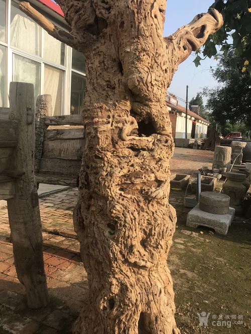枣木树根做根雕好吗