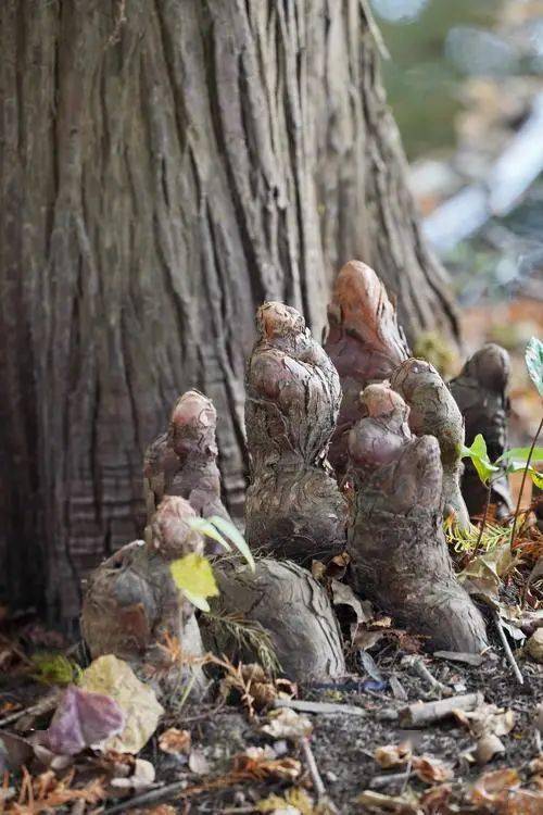 水杉树根能不能做根雕