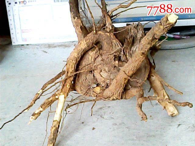 花椒树根做根雕图片