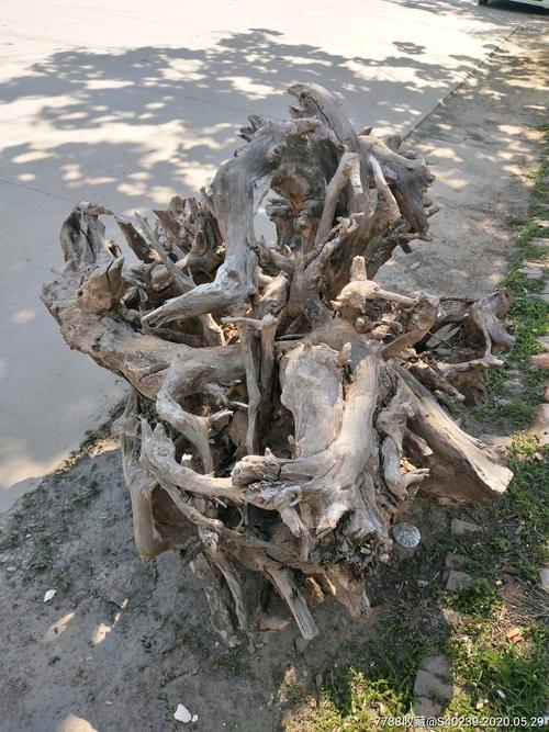 香椿树根雕处理方法