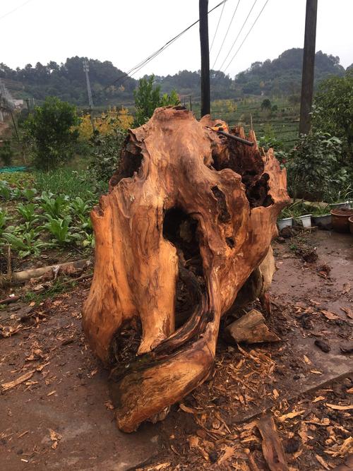 做根雕的老挝树根的相关图片