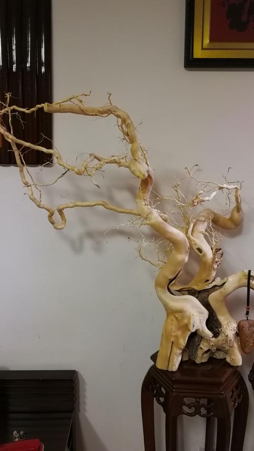 树根和根雕关系的相关图片