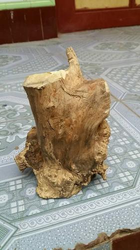 白杨根雕摆件天然树根的相关图片