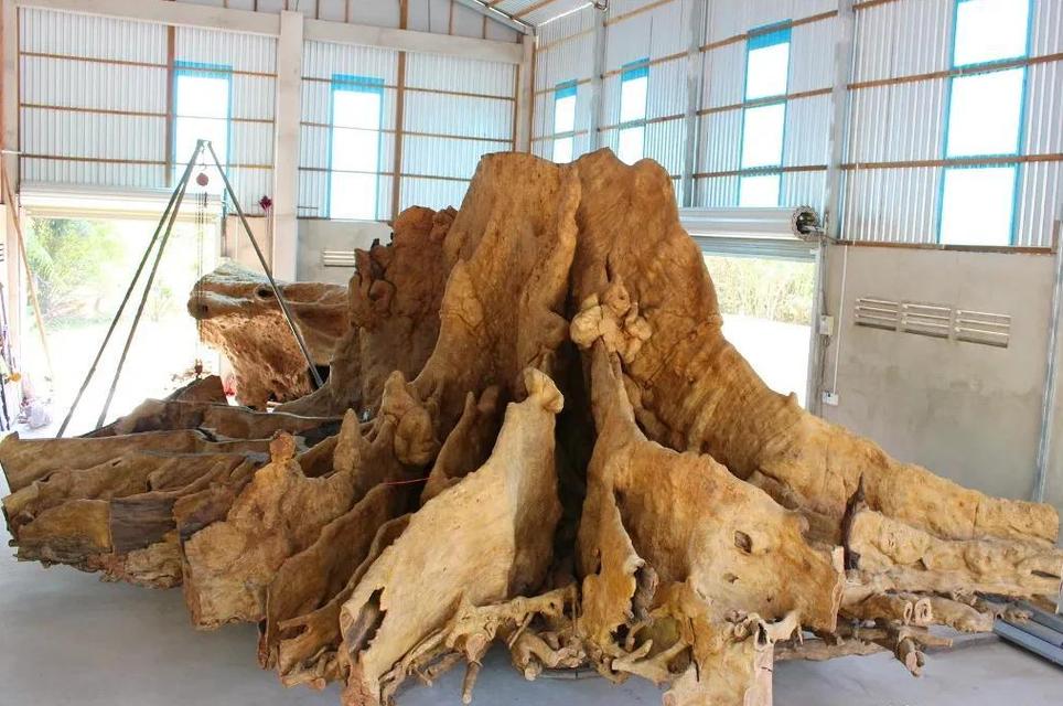 陕西收购树根根雕件的相关图片